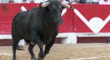 Prohibir corridas de toros, demandan legisladores del MC