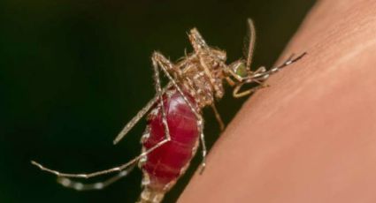 Reportan la muerte de 17 personas por dengue en Guatemala