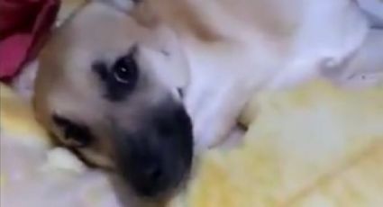 Así recibió perro a su dueña después de destruir su cama (VIDEO)