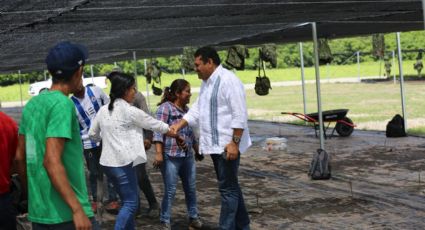 Rehabilita Bienestar con ayuda de migrantes plantaciones en Chiapas