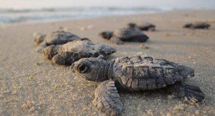Liberan crías de tortuga marina en Puerto Morelos, QRoo