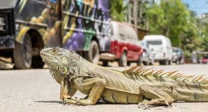 Florida es invadido por iguanas gigantes