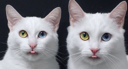 Estos son los gatos gemelos con diferente color de ojos