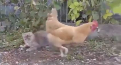 Gallo gana presa felino (VIDEO)