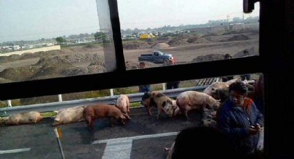 En Circuito Exterior Mexiquense vuelca tráiler con cerdos