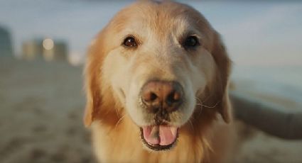 Su perro venció el cáncer y celebra con anuncio de 112 mdp en el Super Bowl