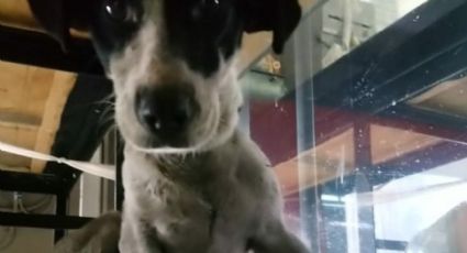 Rescata personal del Metro CDMX a perro en la zona de vías