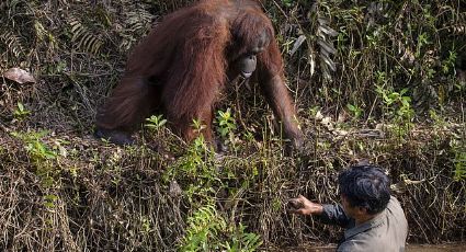 Orangután tiende la mano a un hombre de río lleno de serpientes