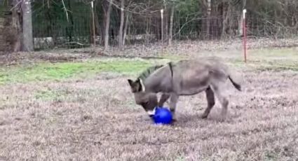 Enternece en redes burro por jugar con pelota