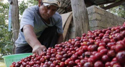 Instala Sader Grupo Intersecretarial para la Atención de la Cafeticultura