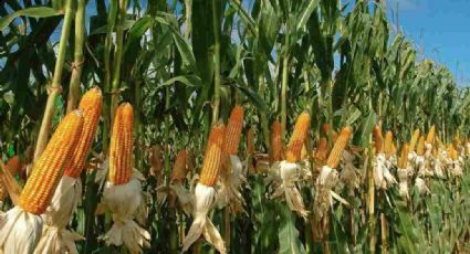 Suman esfuerzos para alcanzar autosuficiencia alimentaria en maíz