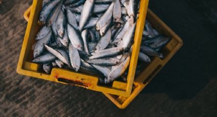 Amplia producción nacional de mariscos en Semana Santa: Conapesca
