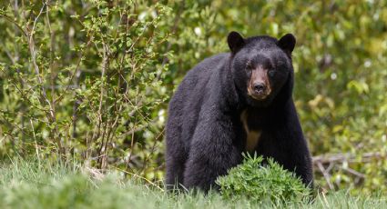 Aumenta población de oso negro; se estiman 106 ejemplares
