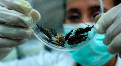 Desarrollan fármaco para combatir enfermedad de Chagas