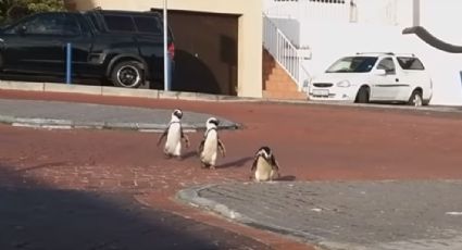 Pingüinos pasean en calles vacías por cuarentena