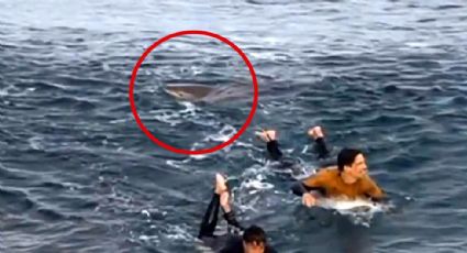 Surfista vive momentos de pánico y se enfrenta a golpes con un tiburón