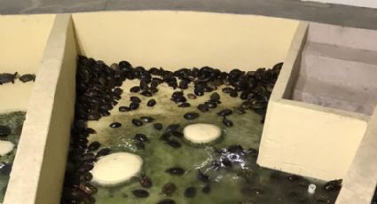 Decomisa Profepa 15 mil tortugas que se exportarían ilegalmente a China