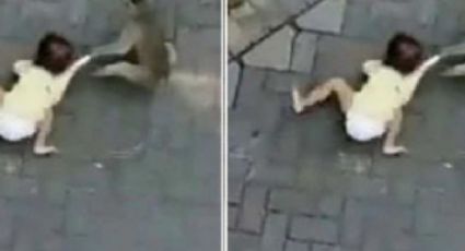 Se viraliza video de mono arrastrando con fuerza a niña