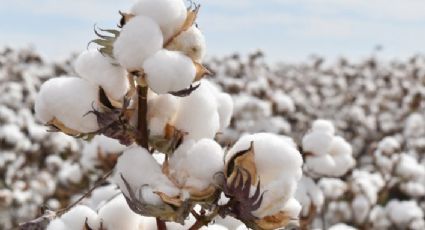 Semarnat niega aval a 19 solicitudes para siembra de algodón genéticamente modificado