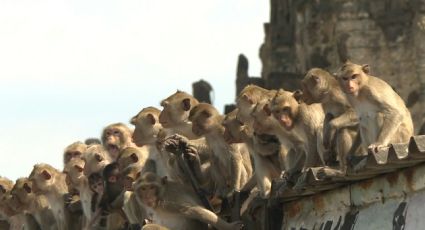 ¡Monos sin control! Autoridades tailandesas intentan recuperar el control de "la ciudad de los monos"