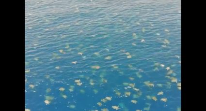 Dron toma increíble imagen de 64 mil tortugas nadando