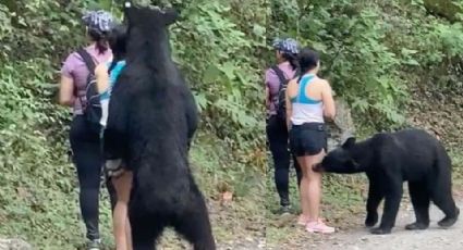 Profepa coordina captura de oso negro en Monterrey para reubicarlo en su hábitat natural