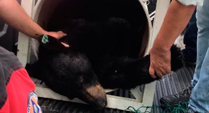 Profepa investigará castración de oso negro en Nuevo León
