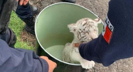 Caen 4 traficantes con un cachorro de tigre blanco en la Morelia-Maravatío