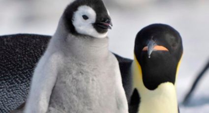 Fotógrafo capta un momento bello: ¡dos pingüinos abrazados!