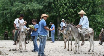 La importancia del burro en la seguridad alimentaria: UNAM
