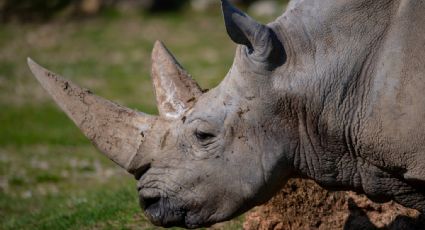 ¡Una pena para el mundo! Murió el rinoceronte blanco más viejo
