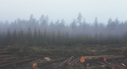 Campeche, con la tasa más alta de deforestación en el país: Secretaría del Medio Ambiente