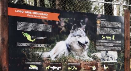 Escapa lobo gris mexicano de albergue en Tenancingo, Edoméx