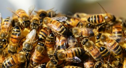 ¡Cátedra! Así practican las abejas la sana distancia en sus colonias