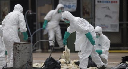 Gripe aviar H3N8: Esto es lo que se sabe de la cepa que provocó la muerte de una persona