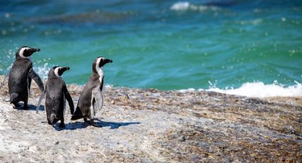 ¡De metal! Encuentran restos de mercurio en plumas de pingüinos