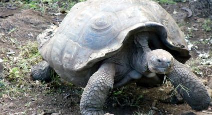 ¿Por qué viven tantos años las tortugas gigantes de las Islas Galápagos?