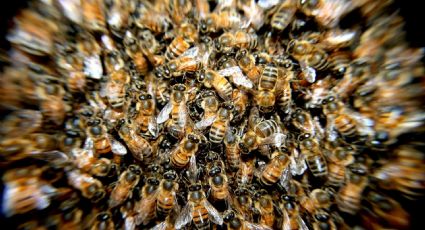 ¿Qué son las abejas buitre carnívoras? Especies comen cadáveres de animales