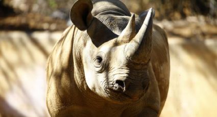 Rinocerontes blancos en peligro de extinción llegan a Ruanda