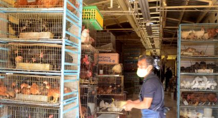 Buscará GCDMX terminar con venta de animales vivos en Mercado de Sonora