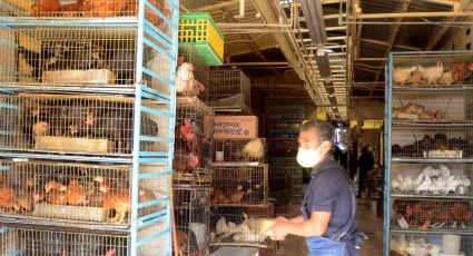 Mercado Sonora, símbolo de maltrato animal