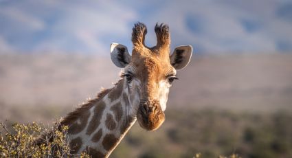 ¡Terrible! Captan jirafas muertas por sequía en Kenia