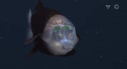 ¡Sorprendente! Logran captar a pez extraño con cabeza transparente
