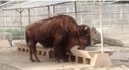 'La Diabla' la bisonte que murió en el Zoológico de Chapultepec