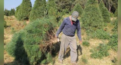 Aumenta la venta de árboles de navidad a pesar de pandemia y medidas sanitarias