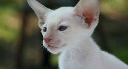 Descubren pequeña felina silvestre albina que podría ser un yaguarundí