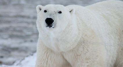 ¡Qué tierno! Oso polar disfruta de la nieve en Washington