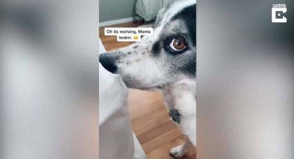 La adorable reacción de un perro para llamar la atención de su dueña