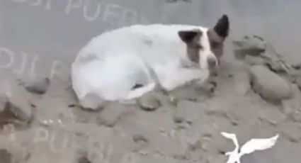 'Cero y van 3': Dron detecta otro perrito atrapado en socavón de Puebla
