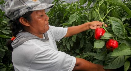 Posturas divididas representan a México en Cumbre Mundial de Sistemas de Alimentación de la ONU